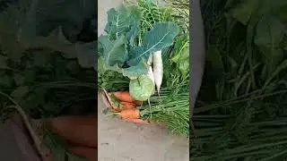👍fresh vegetables from field 🤗 #short