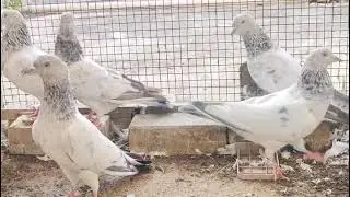 *5 pic top quality bhure bajre high flyer(81550 07780)