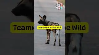Wild Dogs Hunt Together #viralshorts