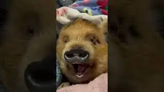 A moment of piggy perfection. #shorts #youtubeshorts