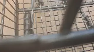 A Short Shop N Save Trip ASMR