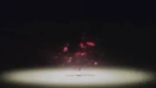 ame.