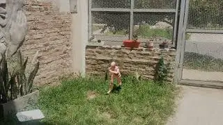Muñeco capoireísta