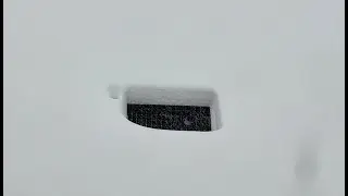 Snow and Raptors