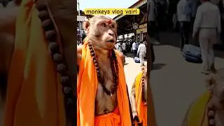 Monkeys ai vlog kaise banaye, monkey vlogs #monkeyvideo