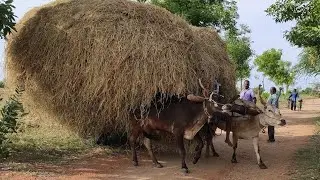 Bullock | Bullockcart heavy load videos | Bullockcart racing video | Bullockcart road ride|cowvideos