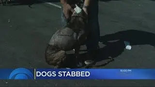 Man Stabs 2 Dogs At Oakland Dog Park