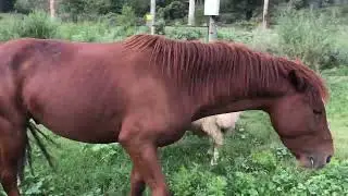 ձի. حصان, лошадь, horse.