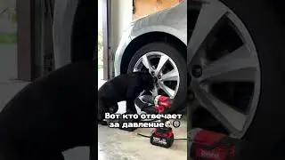 Вот кто отвечает за давление🐶🛞  #собака #dog #ии