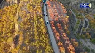 Beautiful autumn scenery of ripening apricot orchards in Zhangjiakou city, China's Hebei province