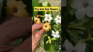 Pua kini kini flowers. Great for lei making.