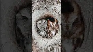 Eastern Screech Owl Call #scream #nature #wildlife #birds #raptor