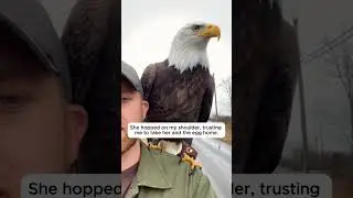 He Helped The Crying Eagle Find Her Surviving Egg ❤️ #shorts