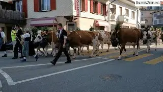 Sensationelle 600 K&uuml;he an der Schwarzenburger Jubil&auml;umsschau