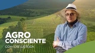 O potencial do milho brasileiro | Agroconsciente