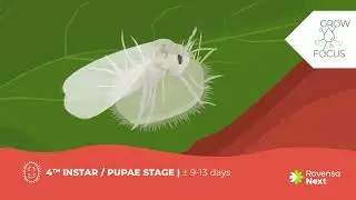 Greenhouse whitefly life cycle - Grow Focus