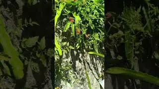 DINADAYO NG MGA BIRDS