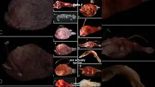 Это странная история любви между удильщиками