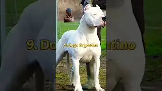Top ten Most Dangerous Dog Famous be World part l