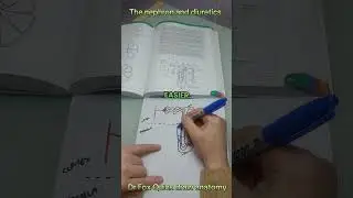 Dr Fox Quick draw anatomy: The nephron and diuretics #anatomy #pharmacology #diuretics #meded #learn