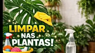 Melhor moment  cuidar e colher🍍🥑