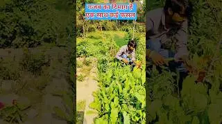 Multi Crops Best Farming 👌Integrated Farming 👍बहुत लाभ 😂 #farming #shorts #farmamrit #nature  #Crops
