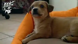 Cheagle dog
