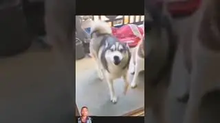 #dog #funny #husky #memes #meme #animal #shorts #youtubeshorts