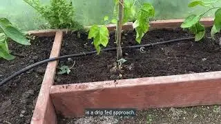 Seeds of Change   Barrack Hill Community Gardens Films
