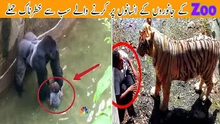 ZOO Animals Dangerous Attack On Human In URDU/HIND | Shery YT