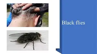 Simuliidae I Black flies
