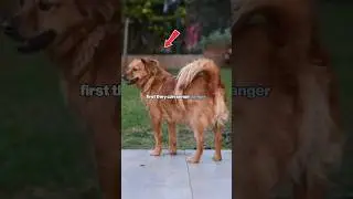 3 secret ways your dog guides you #shorts #pets #dog