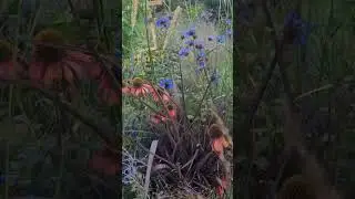 ERBACEE PERENNI|Dry Garden