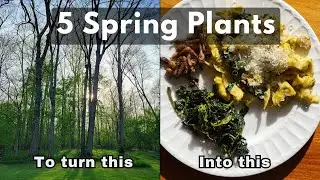Foraging Five Early Spring Edibles in the Midwest