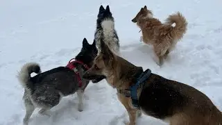 Distraught 😪 My dogs are emitting EMF Frequencies. ( Tested my dogs with EMF Detector;( 