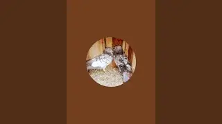 Alamgir SK YouTube channel is live