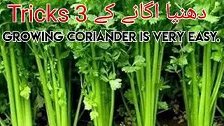 Dhaniya ugane ka tarika | How to grow dhaniya coriander at home #kitchengardening #plant #Coriander