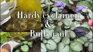 Planting Hardy cyclamen | surprise bulb order
