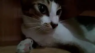 #RUQYAH KUCING ketempelan jin
