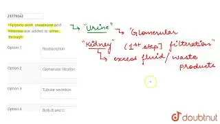 Hippuric acid, creatinine and ketones are added to urine through