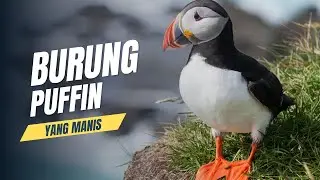 Ikan yang Berharga: Perjuangan Puffin Melawan Burung Camar