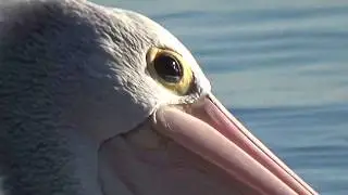 Pelecanus conspicillatus.