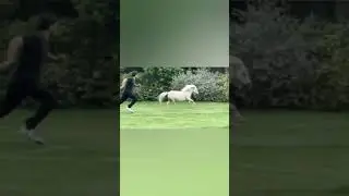 MS Dhoni & his Horse | MS Dhoni running with a horse #shorts   #MSDhoni #Horse #Dhoni #running