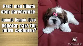 Meu cão morreu com parvovirose, quando posso pegar outro?