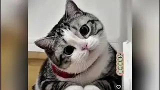 ЛОЛ!! САМЫЕ ПРОТИВНЫЕ КОШКИ В МИРЕ || Шаловливые и милые кошки