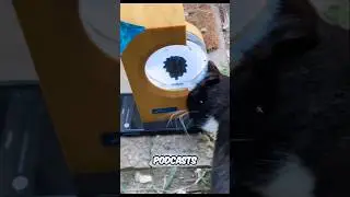мои коты против крутых ферромагнитных магнитных гаджетов 😎 #шорты