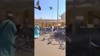 Beautiful pigeons On Streets Near Haram | #pigeon #street #makkah #haramsharif