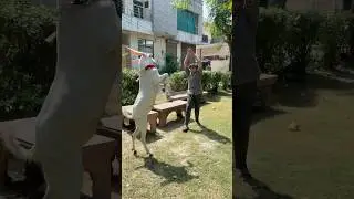 Bakra funny video in2025 #bakra #shorts