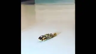 Superworm beetle timelapse!