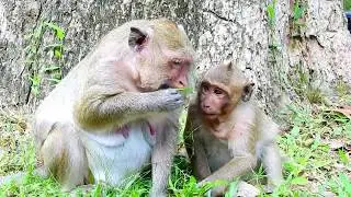 Wow... What Spoil Sweetpea Doing wrong On mom Popeye monkey?| Good job for Sweetpea|